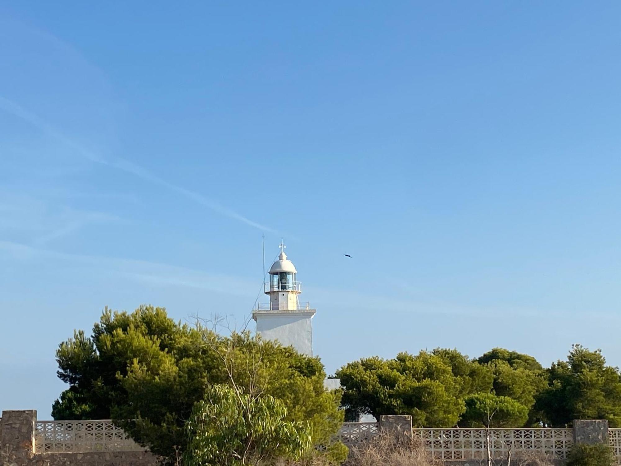 Petirrojo * Santa Pola